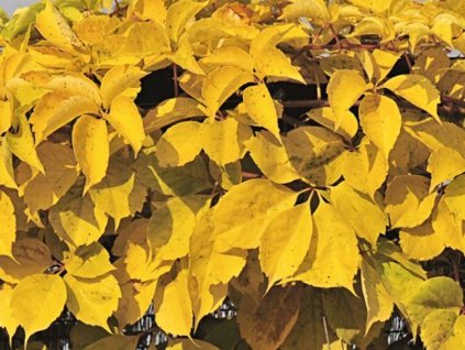 Prísavník pätilistý 'Yellow Wall'