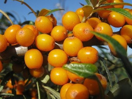 Rakytník rešetliakový 'Friesdorfer Orange'