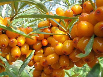 Rakytník rešetliakový 'Podruga'