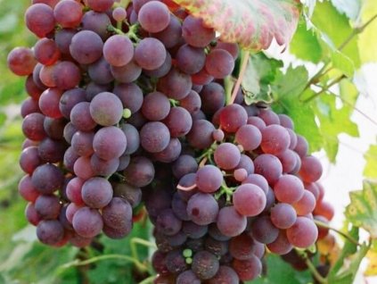 Vinič 'Chrupka červená'