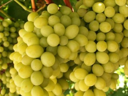 Vinič stolový bezsemenný 'Regal seedles'