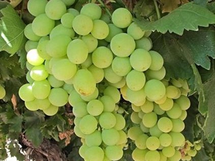 Vinič stolový 'Victoria'