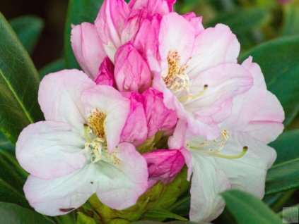 Rododendrón 'Brigitte'