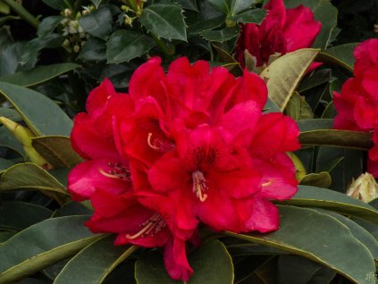 Rododendrón 'Brisanz'