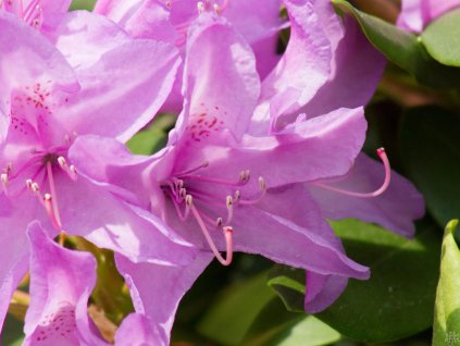 Rododendrón 'Catawbiense Grandiflorum'