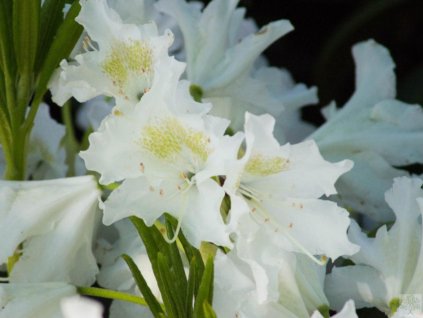 Rododendrón 'Cunningham´s White'