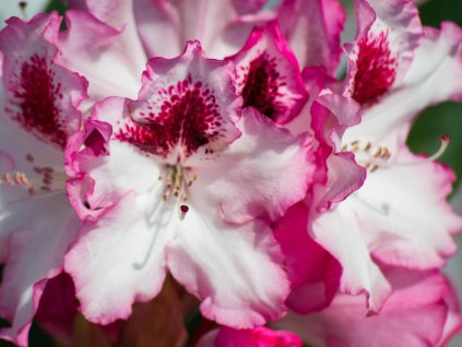 Rododendrón 'Excelsior'
