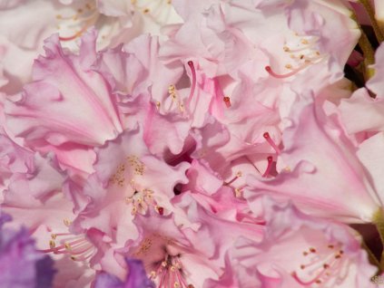 Rododendrón 'Fantastica'