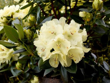 Rododendrón 'Goldkrone'