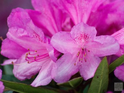 Rododendrón 'Graziella'