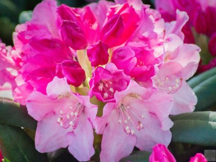 Rododendrón  'Kalinka'