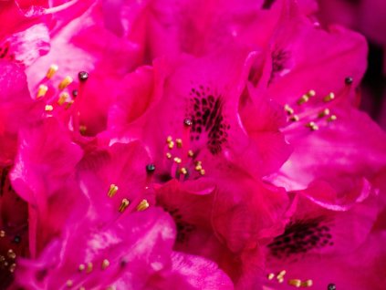 Rododendrón 'Nova Zembla'