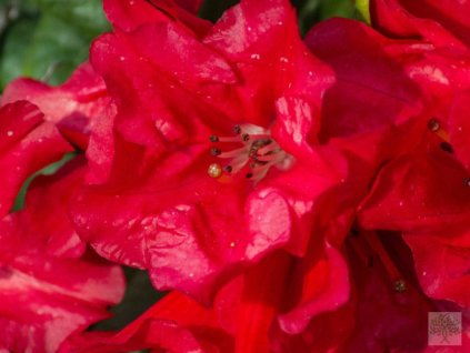 Rododendrón 'Scarlet Wonder'