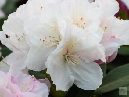 Rododendrón 'Schneekrone'