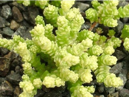 Rozchodník prudký 'Yellow Queen' - Sedum acre 'Yellow Queen'