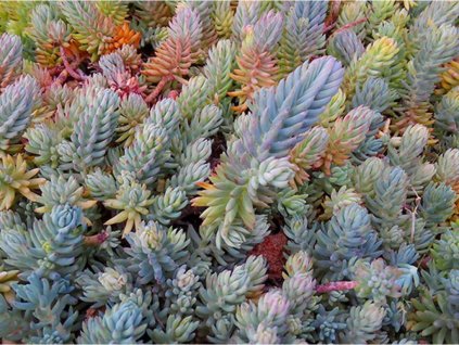 Rozchodník skalný - Sedum reflexum