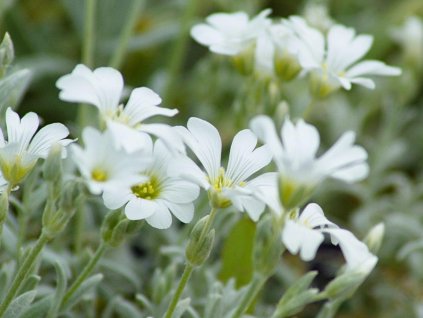 Rožec plstnatý 'Silberteppich' - Cerastium tomentosum var. columnae 'Silberteppich'
