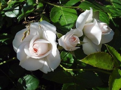 Ruža 'Aspirin® Rose' (Balenie kontajner C2)