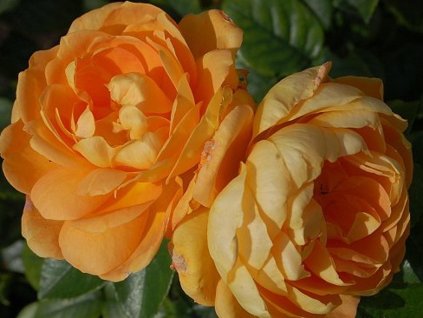 Ruža 'Bernstein-Rose®'