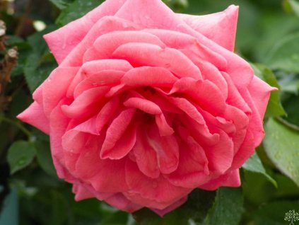 Ruža 'Ghita Renaissance®'