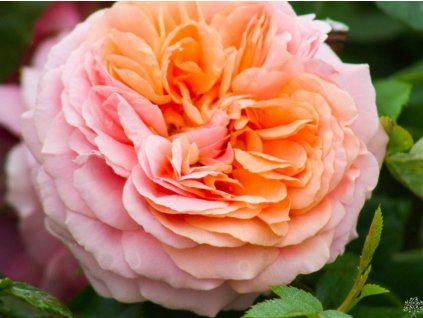 Ruža 'Chippendale® Duchess of Cornwall'