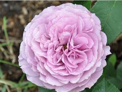Ruža 'Lavender Ice®' (Balenie kontajner C2)