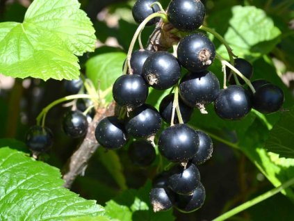 Ríbezľa 'Kristine'