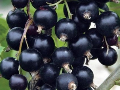 Ríbezľa 'Szelberte'