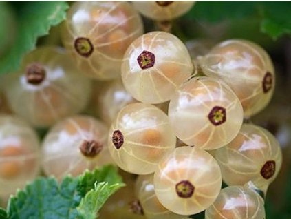 Ríbezľa 'Weisse Versailles'