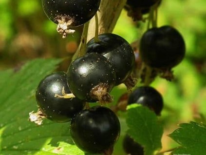 Ríbezľa 'Wellington'
