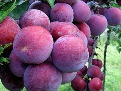 Ringlota 'Althanova'