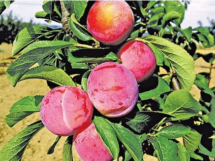 Ringlota 'Malvazinka'