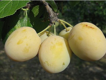 Ringlota 'Oulinská'