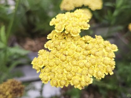 Rebríček tarinkový 'Moonshine' - Achillea clypeolata 'Moonshine'