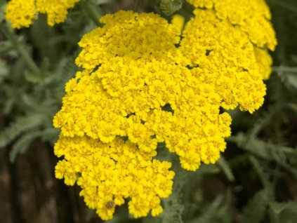 Rebríček túžobníkový 'Coronation Gold' - Achillea filipendulina 'Coronation Gold'
