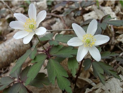 Veternica hájna - Anemone nemorosa