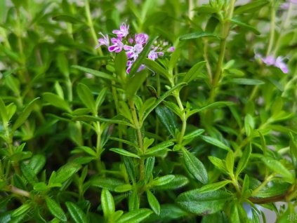 Saturejka horská  - Satureja montana