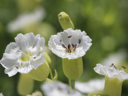 Silenka morská 'Weisskehlchen' - Silene maritima 'Weisskehlchen'
