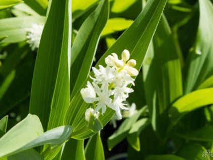 smilacina
