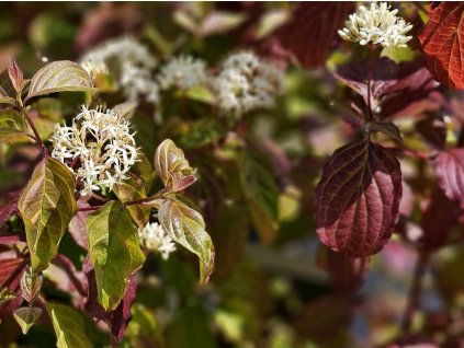 Drieň krvavý 'Winter Beauty'