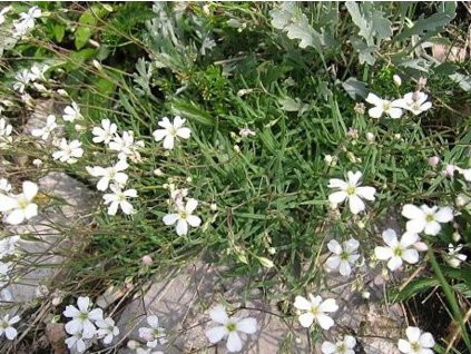 Gypsomilka plazivá - Gypsophila repens