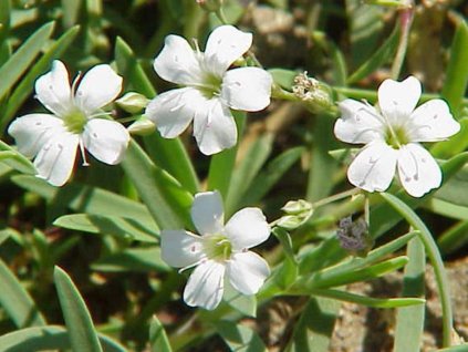 Gypsomilka plazivá - Gypsophila repens
