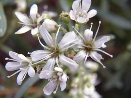 Gypsomilka zväzkovitá 'Silverstar' - Gypsophila fastigiata 'Silverstar'