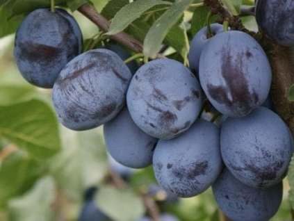 Slivka 'Čačanská lepotica'