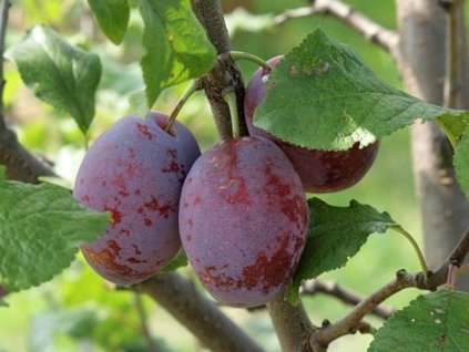 Slivka 'Čačanská raná'