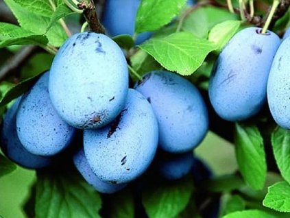 Slivka 'Haroma'