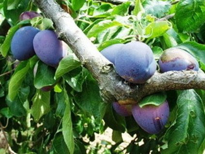 Slivka 'Chrudimská'