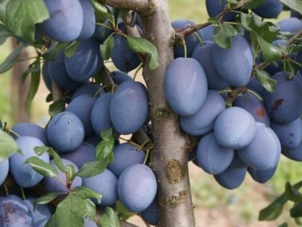 Slivka 'Topend Plus®'