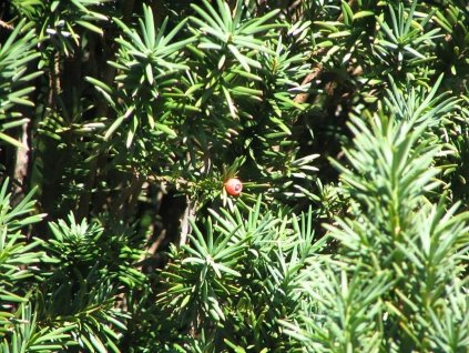 Tis červený 'Fastigiata Robusta'