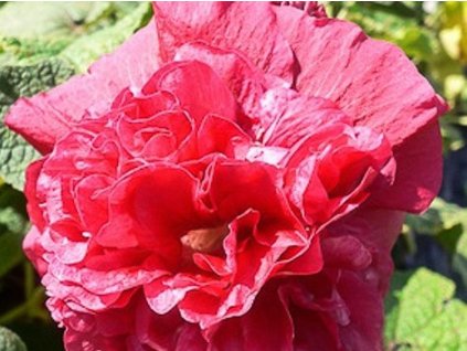 Ibiš ružový  plena 'Chaters Rot' - Alcea rosea plena 'Chaters Rot'